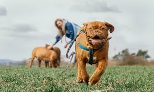 Esta multa te puede caer si no tienes seguro de animales