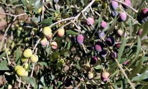 Olives en una olivera d'una finca de Valls, l'any passat
