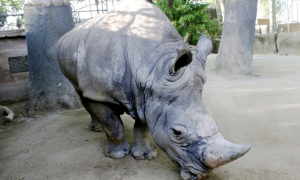 16-10-2023 El rinoceront blanc més longeu d'Europa, el Pedro