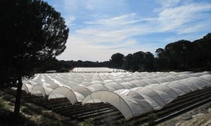 Los campos de frutos rojos que rodean el Parque Nacional de Doñana se cultivan en grandes túneles cubiertos con una película de plástico.