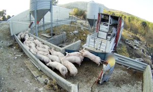 Maltrato granja de cerdos