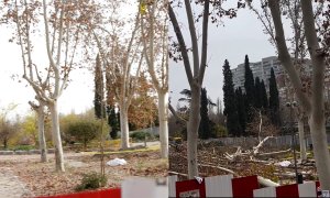 El arboricidio de Almeida y Ayuso toma forma: el antes y el después de la tala masiva en Madrid Río