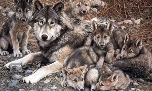 El PP insta al Estado a actualizar el censo de lobos y que la especie deje de estar protegida