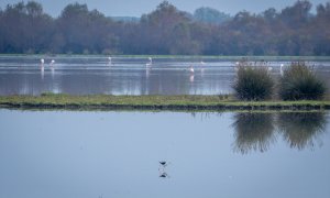 Doñana, a finales de noviembre pasado.