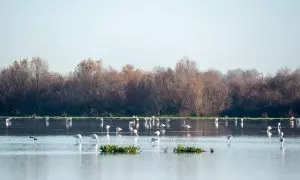Imagen de archivo del Parque Natural de Doñana, en Huelva, el 24 de enero de 2024.