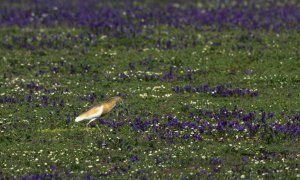 Una garcilla entre flores en Doñana en 2022. Imagen de archivo