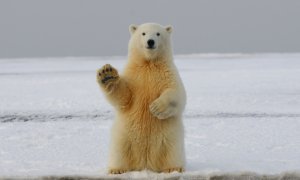 Día del Oso Polar: curiosidades de este gigante blanco