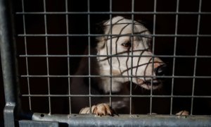 Un perro en una jaula en la protectora animal ALBA, en Camarma de Esteruelas, Madrid.