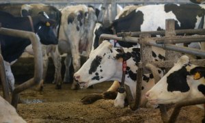 Vacas de una ganadería de lácteo en Galicia, a 7 de agosto de 2023.