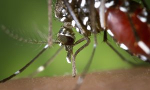 Mosquito tigre: dónde está en España y qué pasa si te pica
