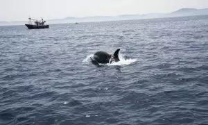 Imagen de archivo de una orca cerca de una embarcación en el Estrecho de Gibraltar.