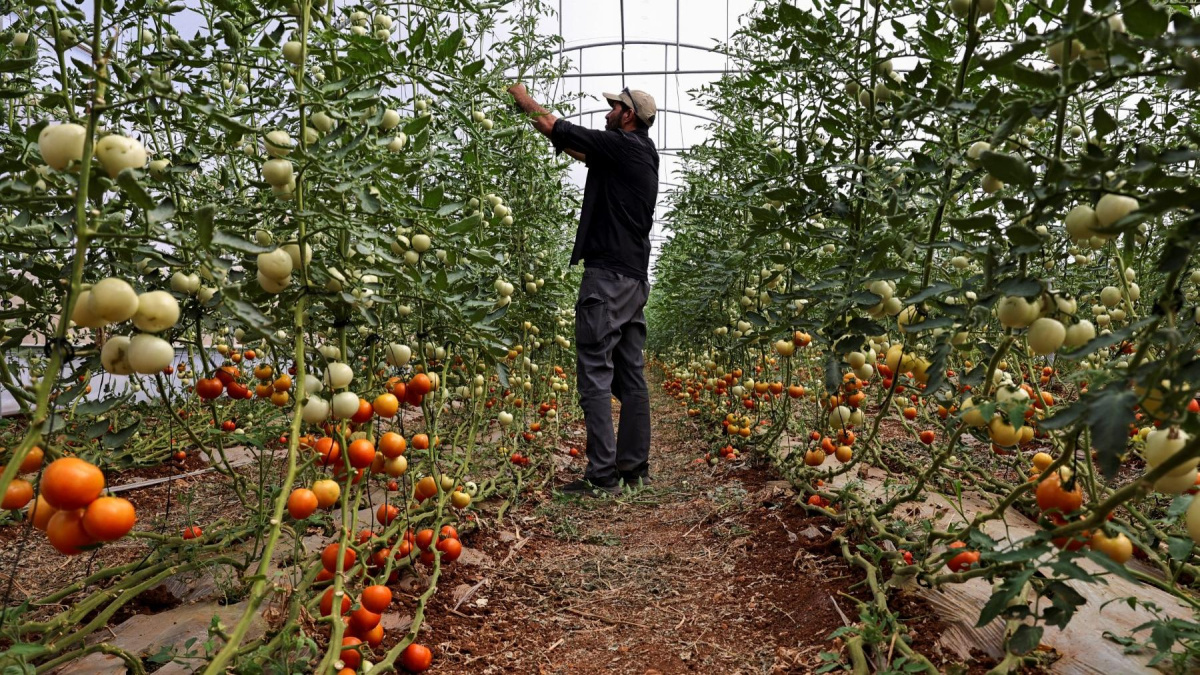 Así cuela Netanyahu los productos de los territorios palestinos ocupados que acaban en tu cesta de la compra