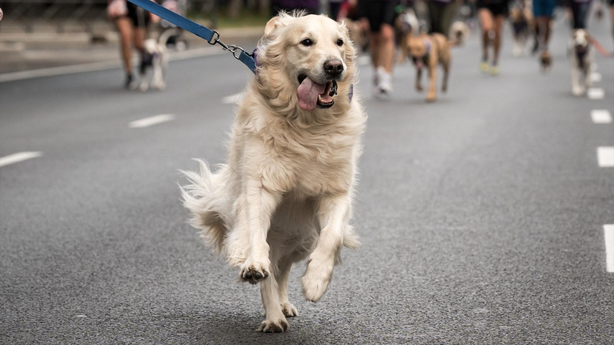 ¿Cuánto cuesta viajar con tu perro o gato fuera de la Unión Europea? Todos los trámites y costes