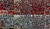 Imágenes por satélite muestran la destrucción causada por Boko Haram en Nigeria