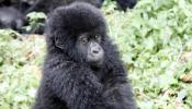 Animales en peligro de extinción: el gorila de montaña