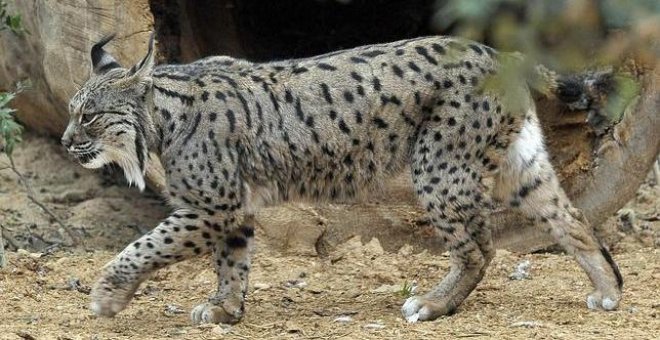 Muere el lince más longevo de Doñana