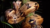 Descubren el secreto del método letal de la boa constrictor