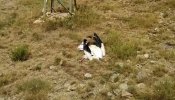 Mueren electrocutadas 26 cigüeñas en dos días en el Delta del Ebro
