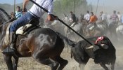 El ganadero del Toro de la Vega: "Vendo toros y el que llegue a un acuerdo conmigo se lo lleva y punto"