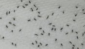Los Mossos controlan la "operación salida" en coche de mosquitos tigre