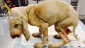 Imputado un vecino de León por maltratar a un cachorro que murió por anemia y debilidad extrema