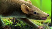 Un pequeño mamífero de Cuenca revela los primeros rastros evolutivos del pelo