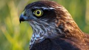 La caza furtiva de aves sigue dejando víctimas en España