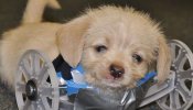 'Tumbles', el cachorro sin dos patas que camina gracias a la tecnología 3D