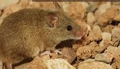 Un ratón autóctono de Doñana ayuda a crear nuevas técnicas para detectar el efecto de los contaminantes