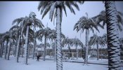 Palmeras en la nieve en Arabia Saudí: primera nevada en 85 años