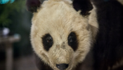 El oso panda Chu-Lin 'vivirá' en el museo de Ciencias Naturales