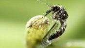 El 'aedes aegypti', ese pequeño mosquito que "aterroriza" a Brasil