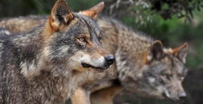 Partidos y ecologistas reclaman que se detenga la "constante matanza de lobos"
