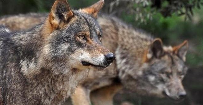 Asturias da vía libre al exterminio de lobos en un tercio de su territorio
