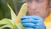 El maíz convencional rinde “tanto o más” que el transgénico