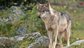 El lobo ibérico, "una joya de nuestra fauna salvaje"