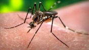 Una vacuna experimental muestra una eficacia del 100% contra el dengue