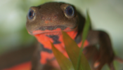 Por qué las salamandras son las reinas de la regeneración de tejidos