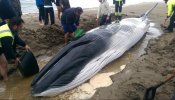 Muere una cría de ballena aparecida en una playa de Huelva al intentar devolverla al mar