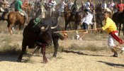 Castilla y León prohíbe la muerte del Toro de la Vega