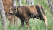 Nace en León el primer bisonte europeo en los últimos 10.000 años
