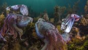 Pulpos y sepias proliferan a pesar de los cambios que sufren los océanos