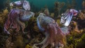 Pulpos, calamares y sepias, primeros beneficiados por el cambio climático