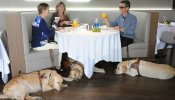 Más de 1.000 perros guía trabajan en España