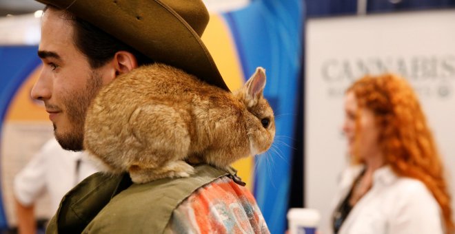 El conejo, en peligro de extinción