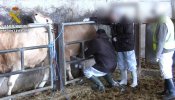 Catorce detenidos por engorde ilegal de ganado en Zaragoza, Huesca y Lleida