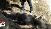 Muere por un disparo un oso pardo en Asturias