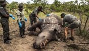 Sudáfrica consigue frenar la caza furtiva de rinocerontes