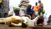 PACMA denuncia los "crueles" sacrificios de animales con motivos religiosos