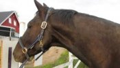 Los caballos aprenden a utilizar símbolos para comunicar sus preferencias